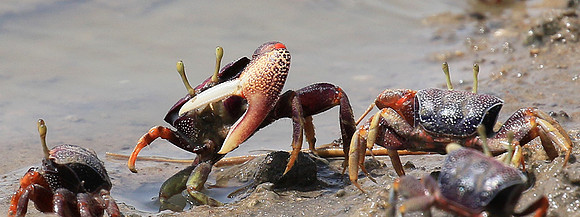In the lagoon