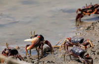 In the lagoon