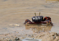 In the lagoon