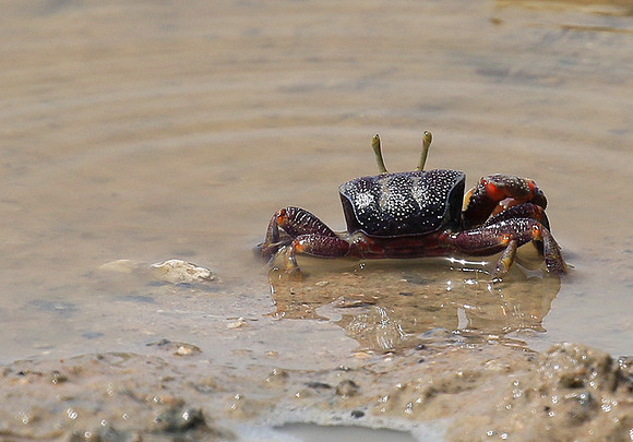 In the lagoon