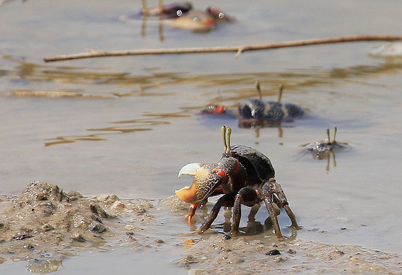 In the lagoon