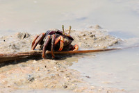 In the lagoon