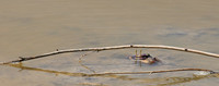 In the lagoon