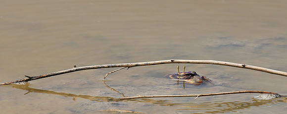 In the lagoon