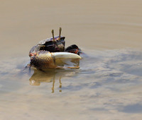 In the lagoon