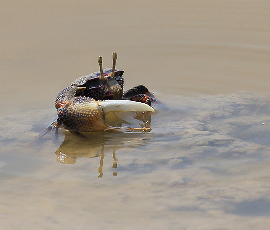 In the lagoon