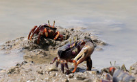 In the lagoon