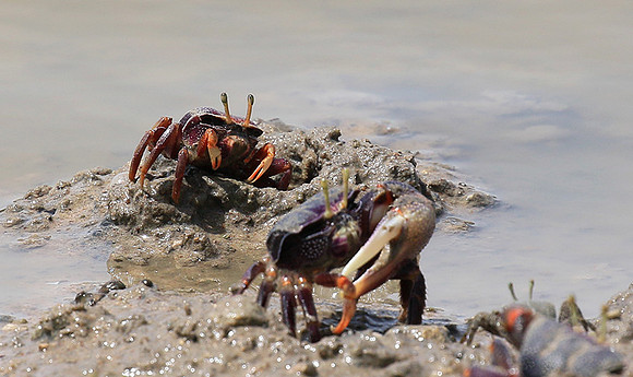 In the lagoon