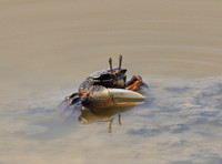 In the lagoon