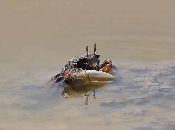 In the lagoon