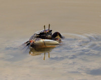 In the lagoon
