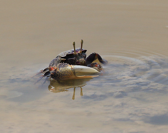 In the lagoon