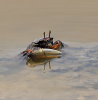 In the lagoon