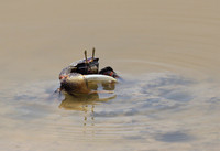 In the lagoon