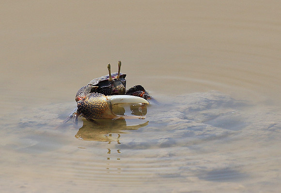 In the lagoon