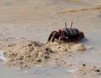 In the lagoon