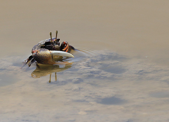 In the lagoon