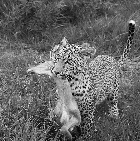 Leopard - Mala Mala
