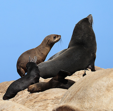 Seals - Skeleton Coast