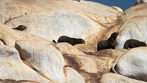 Seals - Skeleton coast