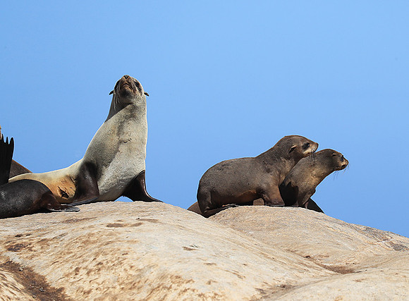 Seals - Skeleton coast