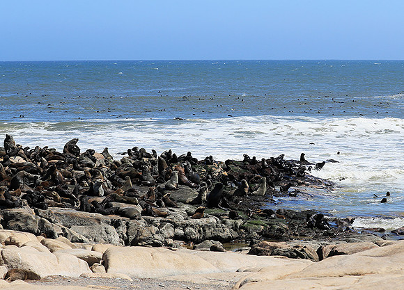 Seals - Skeleton coast