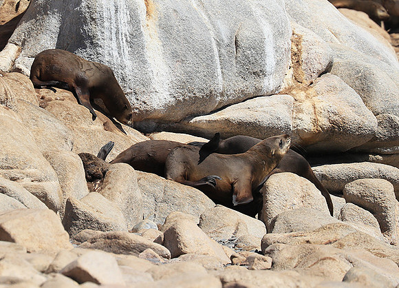 Seals - Skeleton coast