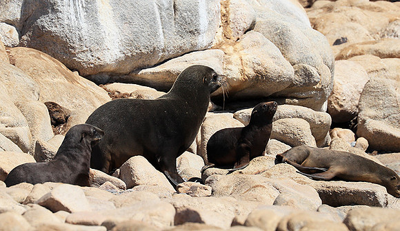 Seals - Skeleton Coast