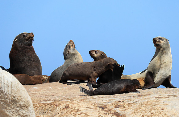 Seals - Skeleton coast