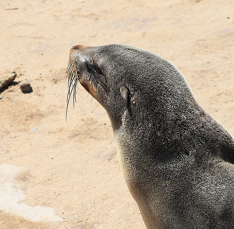 Seals - Skeleton Coast