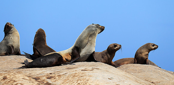 Seals - Skeleton coast