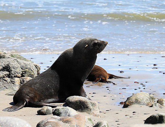 Seals - Skeleton Coast
