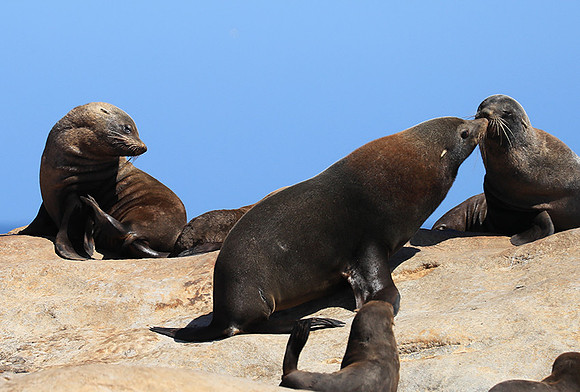 Seals - Skeleton Coast
