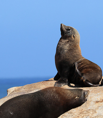 Seals - Skeleton Coast