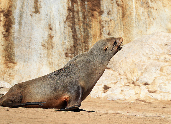 Seals - Skeleton coast