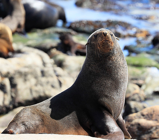 Seals - Skeleton coast