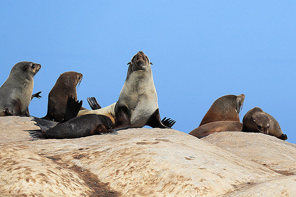 Seals - Skeleton Coast