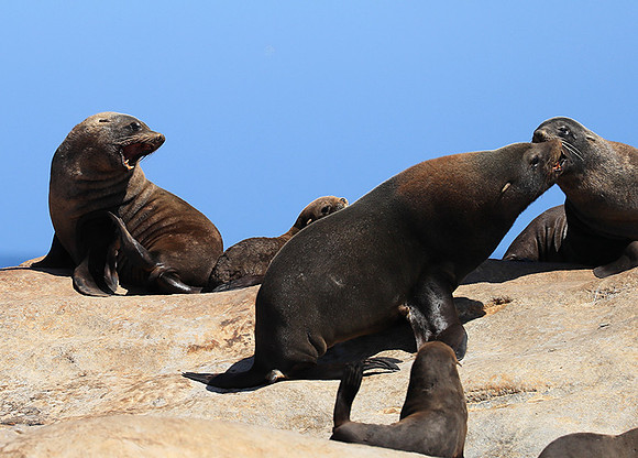 Seals - Skeleton Coast