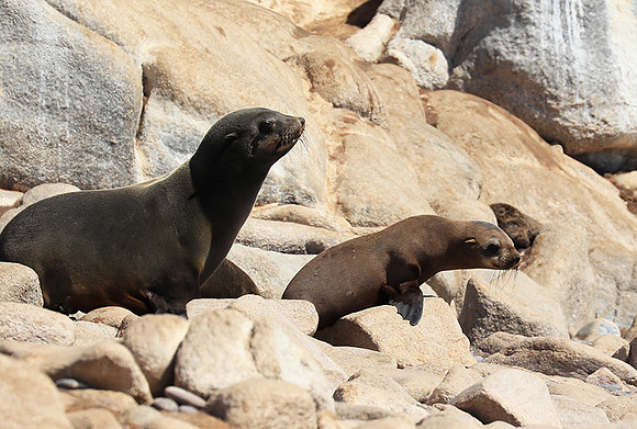 Seals - Skeleton Coast