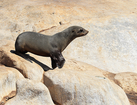 Seals - Skeleton Coast