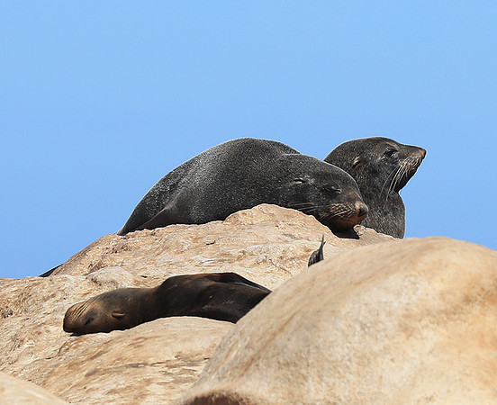 Seals - Skeleton Coast