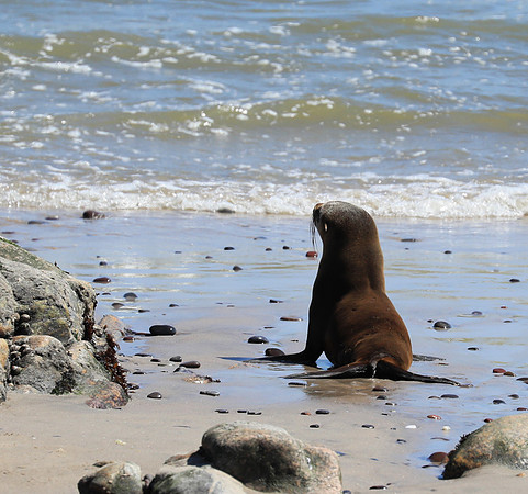 Seals - Skeleton Coast