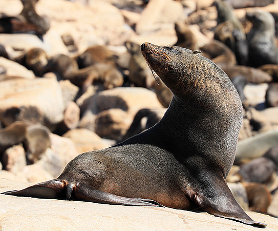 Seals - Skeleton coast