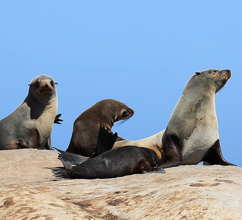 Seals - Skeleton Coast