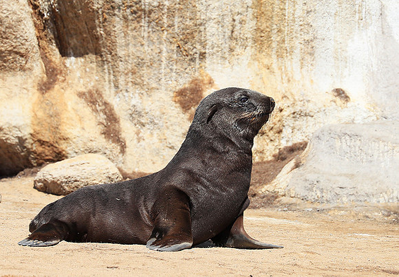 Seals - Skeleton Coast