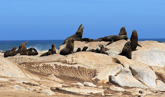Seals - Skeleton coast