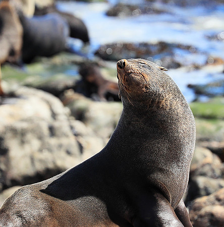 Seals - Skeleton coast