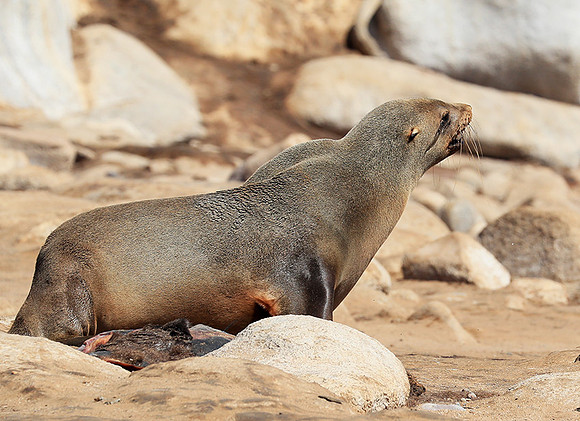 Seals - Skeleton Coast