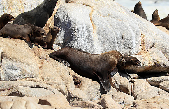 Seals - Skeleton coast