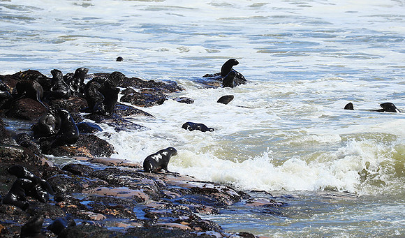 Seals - Skeleton Coast